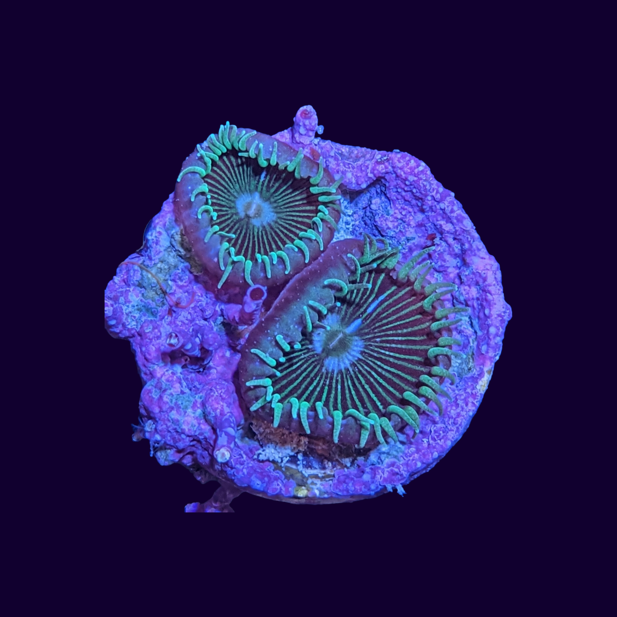 Green Paly Zoa Frag