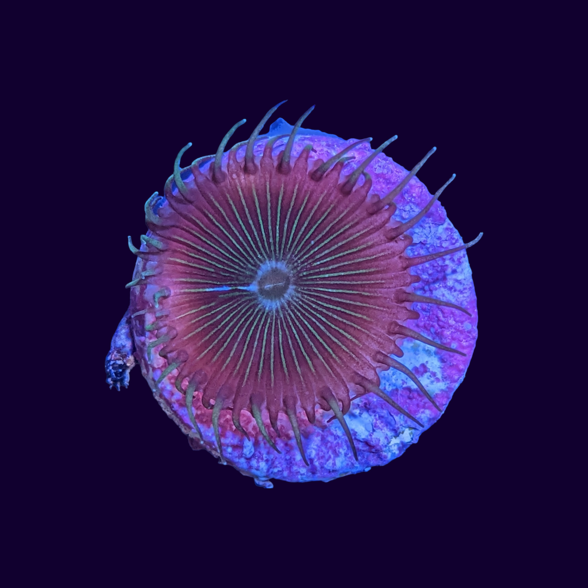 Paly Zoa