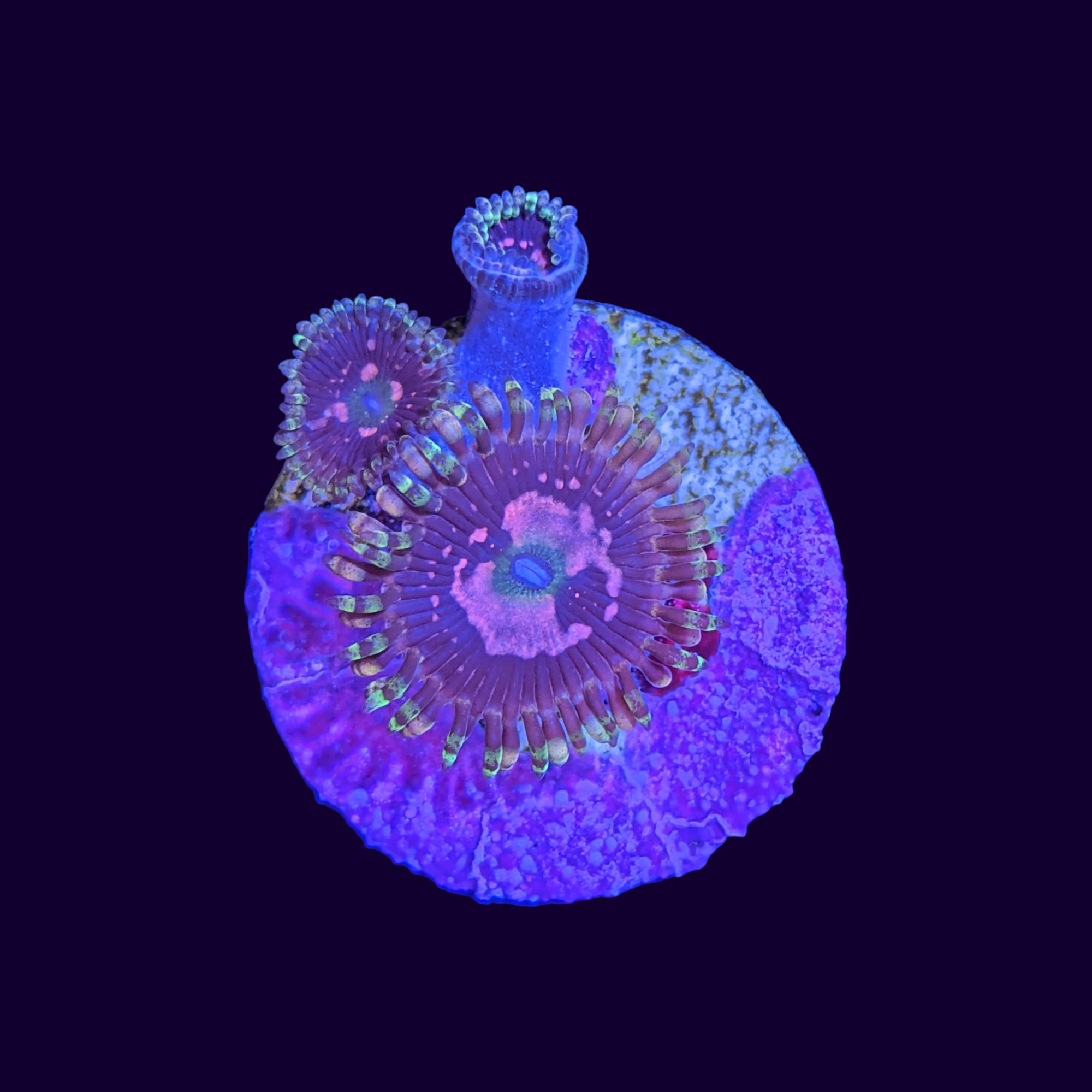 Space Chaos Zoa