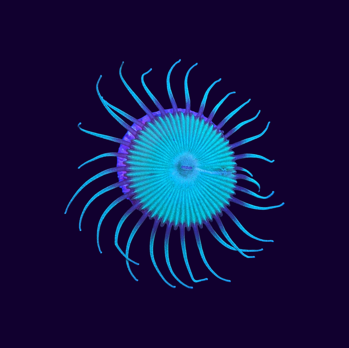 Green Paly Zoa