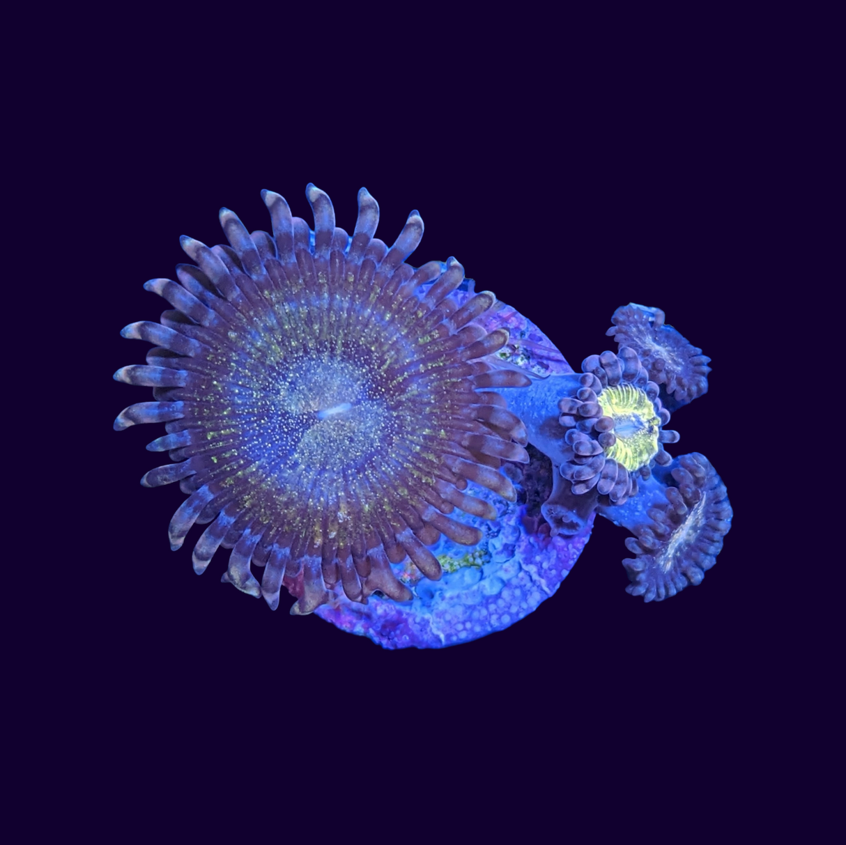 Zoa Frag