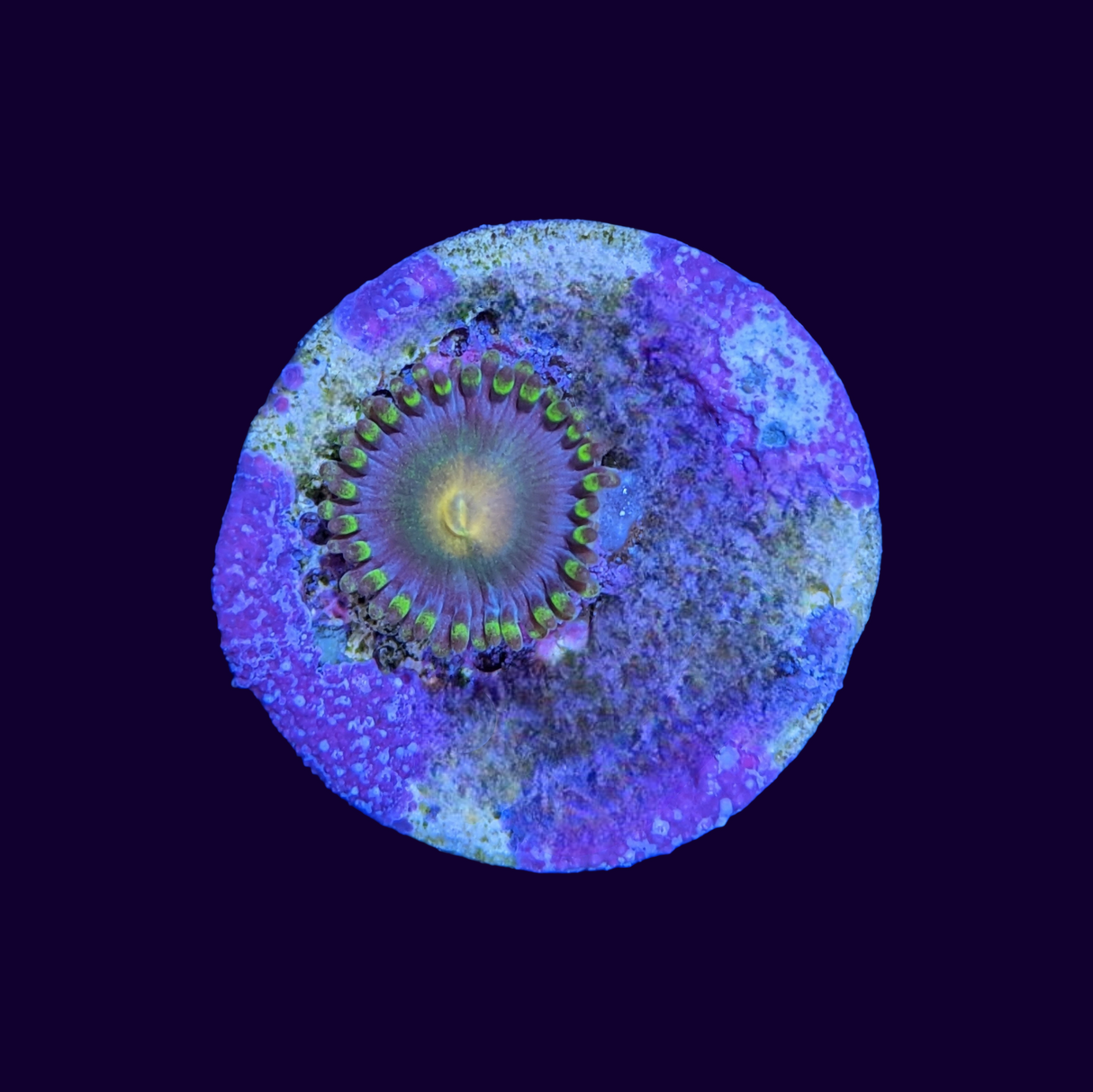 Zoa Frag