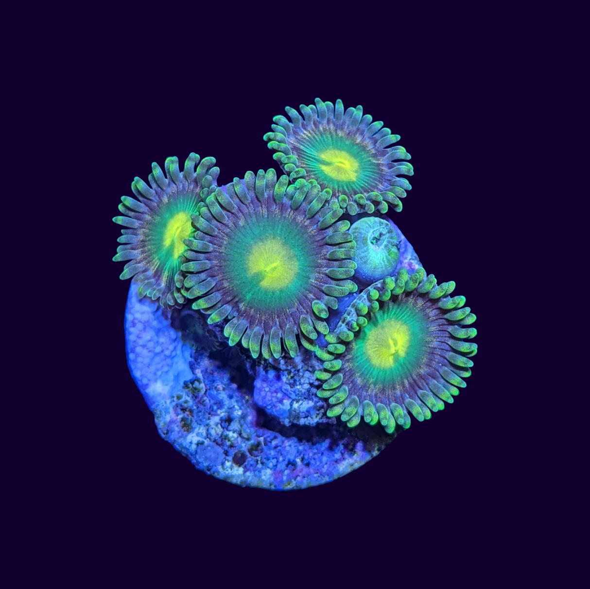 Zoa Frag