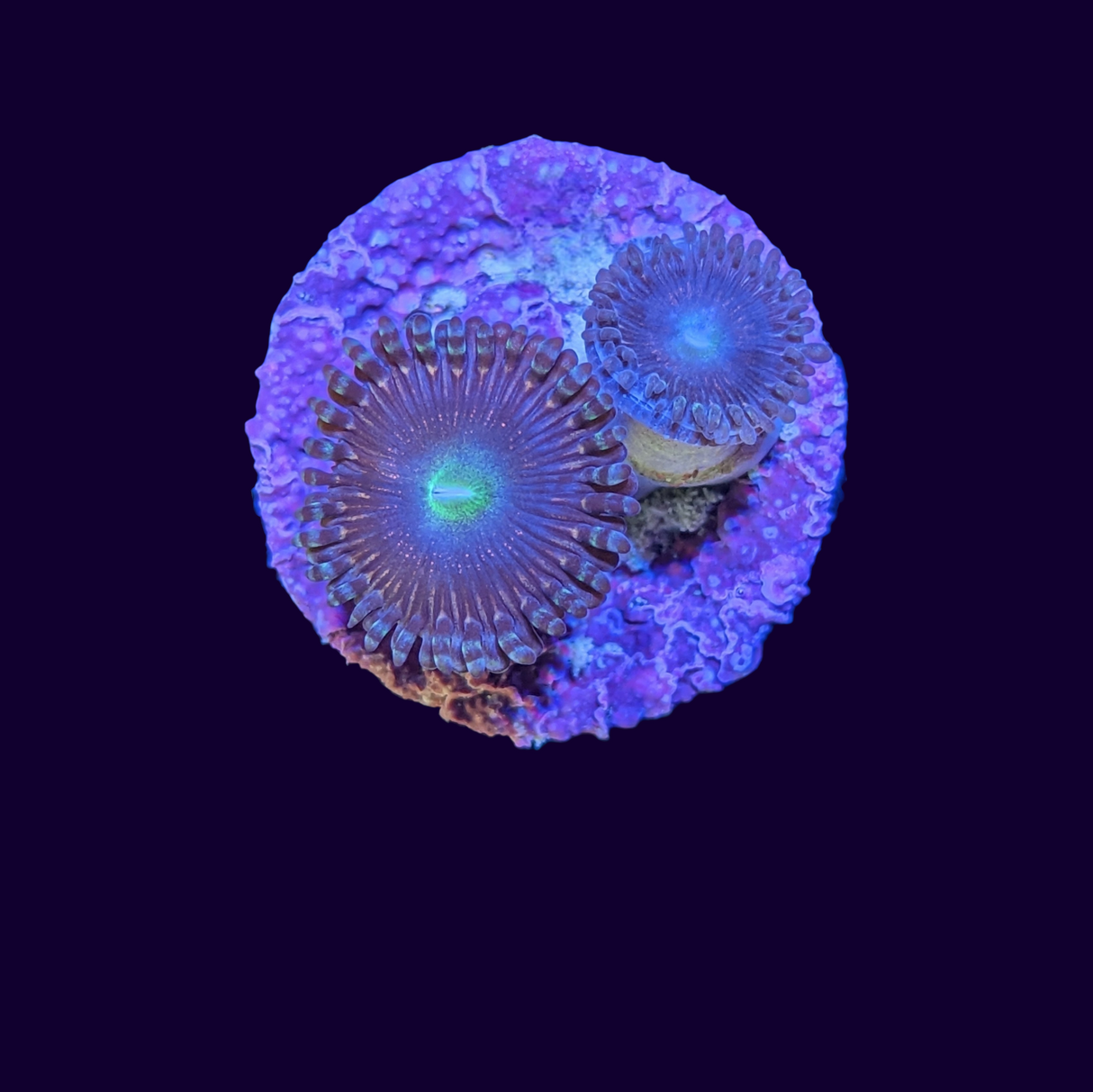 Zoa Frag