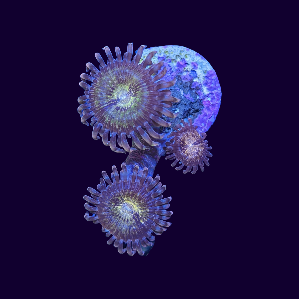 Reverse Space Monster Zoa Frag