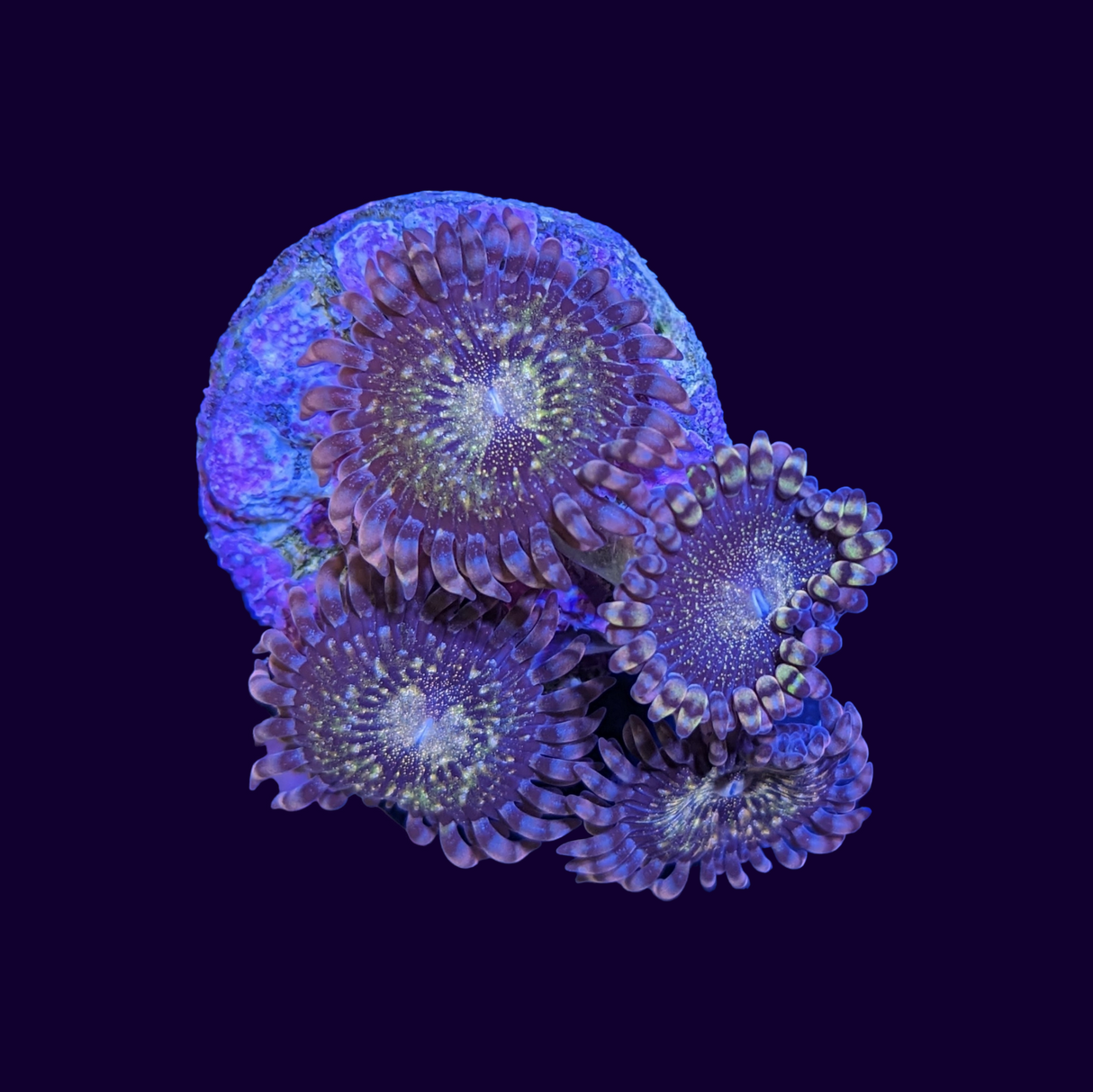 Reverse Space Monster Zoa Frag