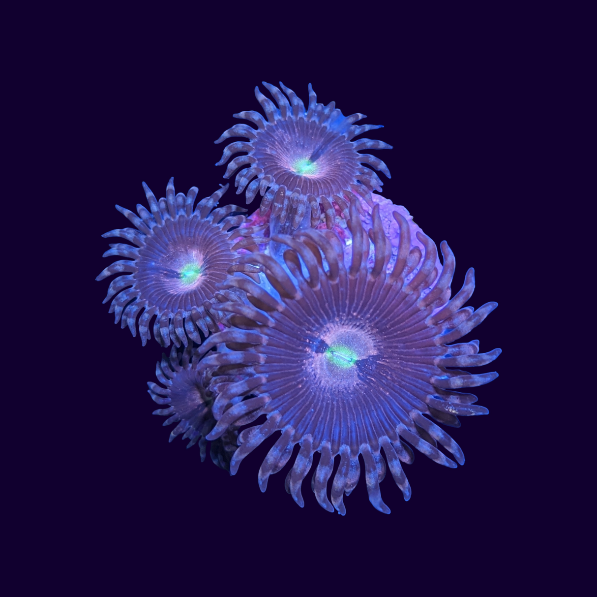 Purple Bee Zoa Frag 3 polyp (UK Grown)