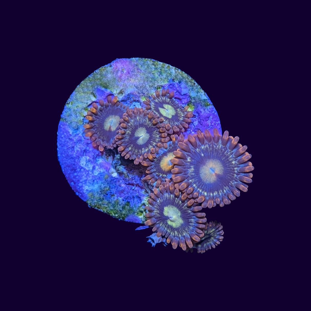 Fire and Ice Zoa Frag