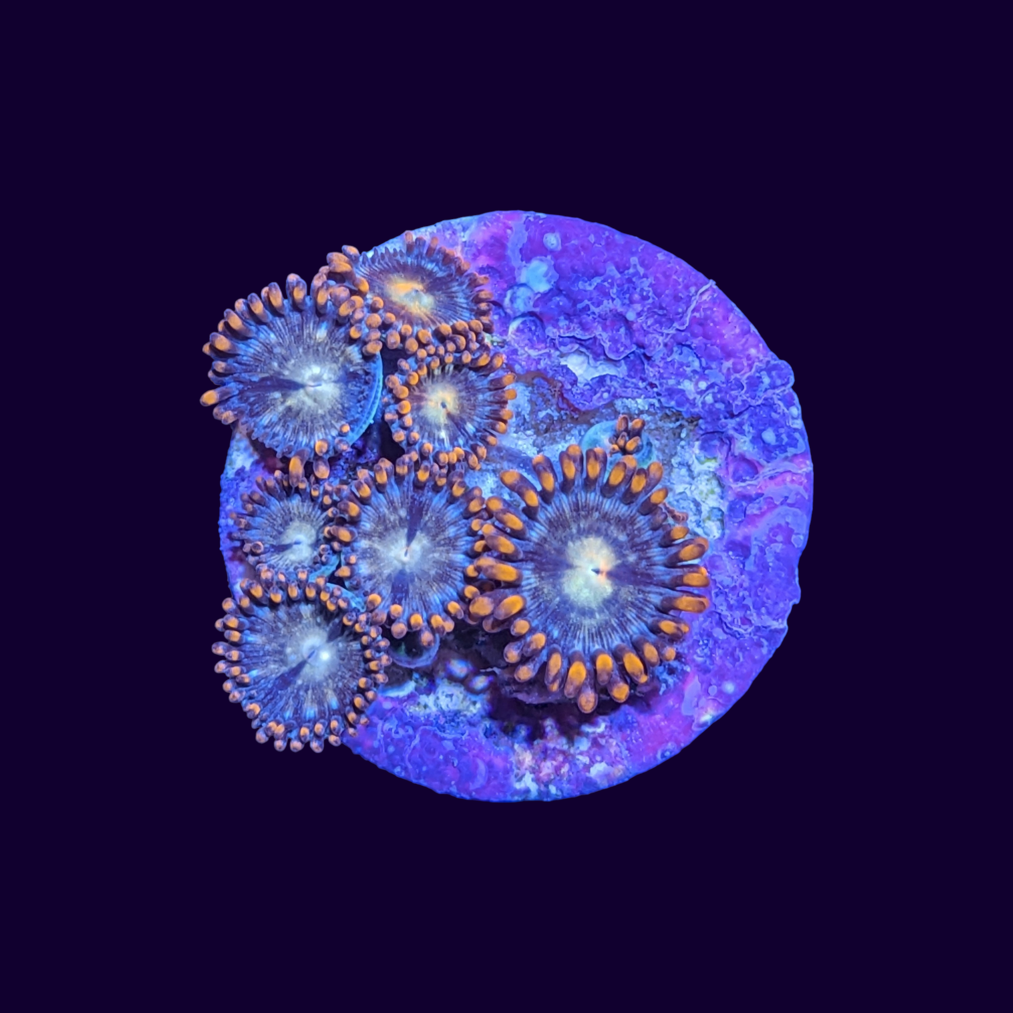 Fire and Ice Zoa Frag