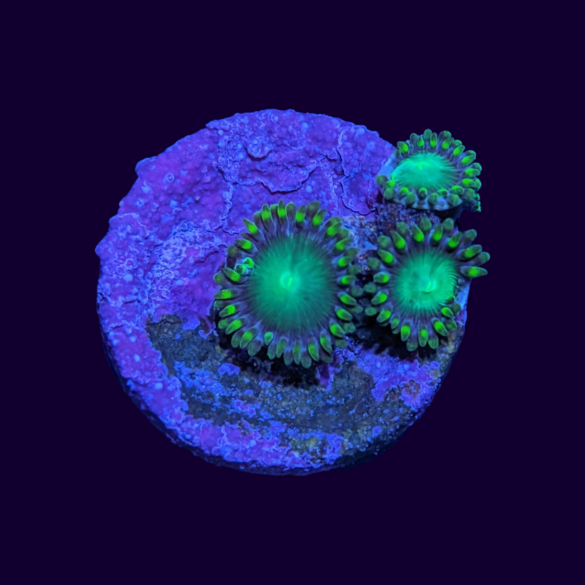 Radioactive Dragons Eye Zoa Frag