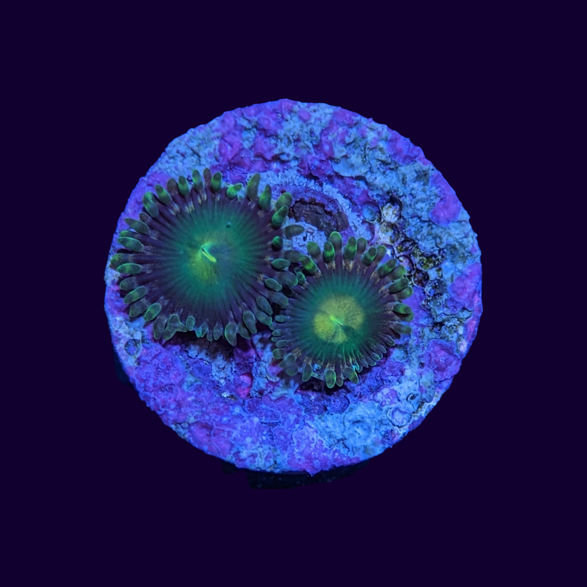 Zoa Frag