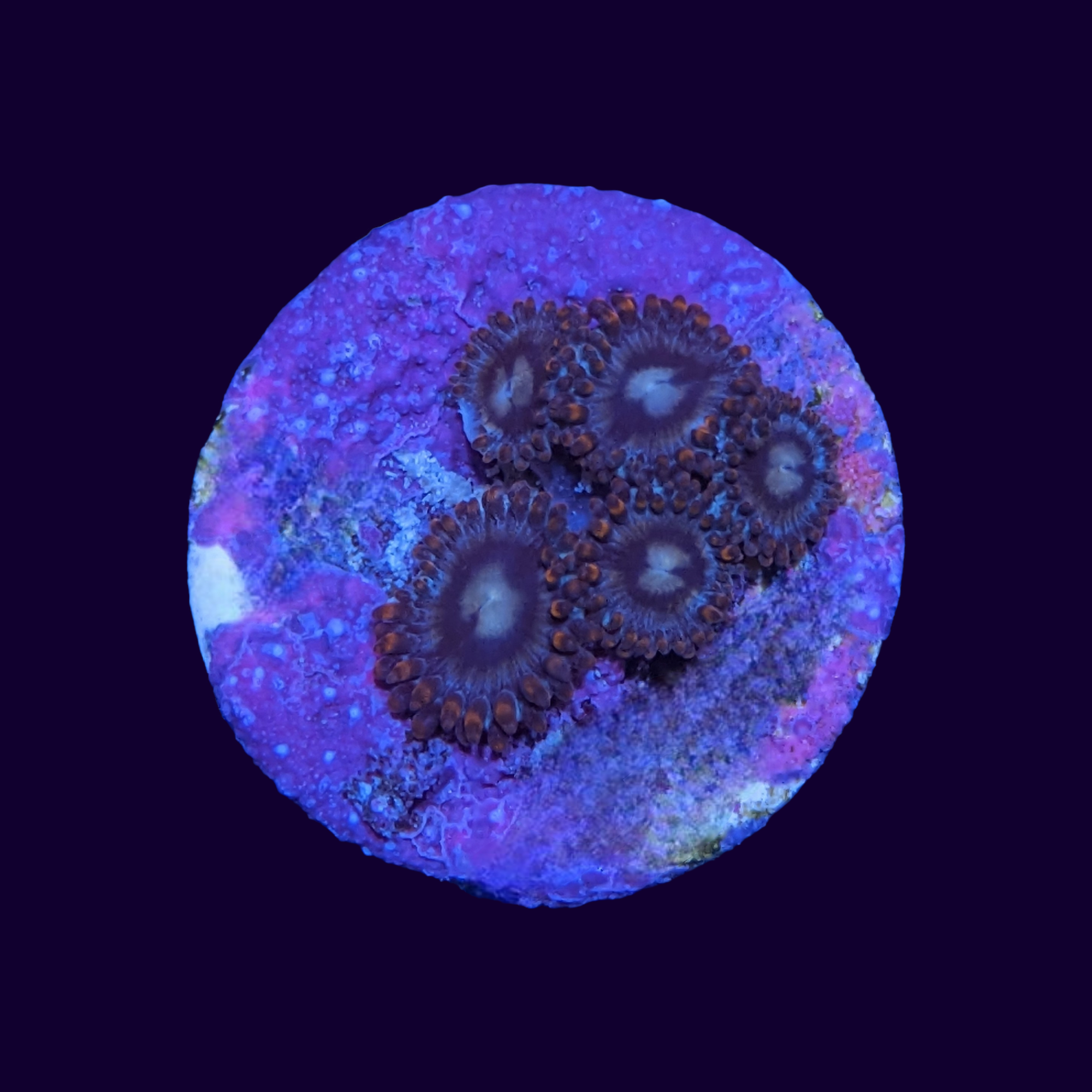 Zoa Frag