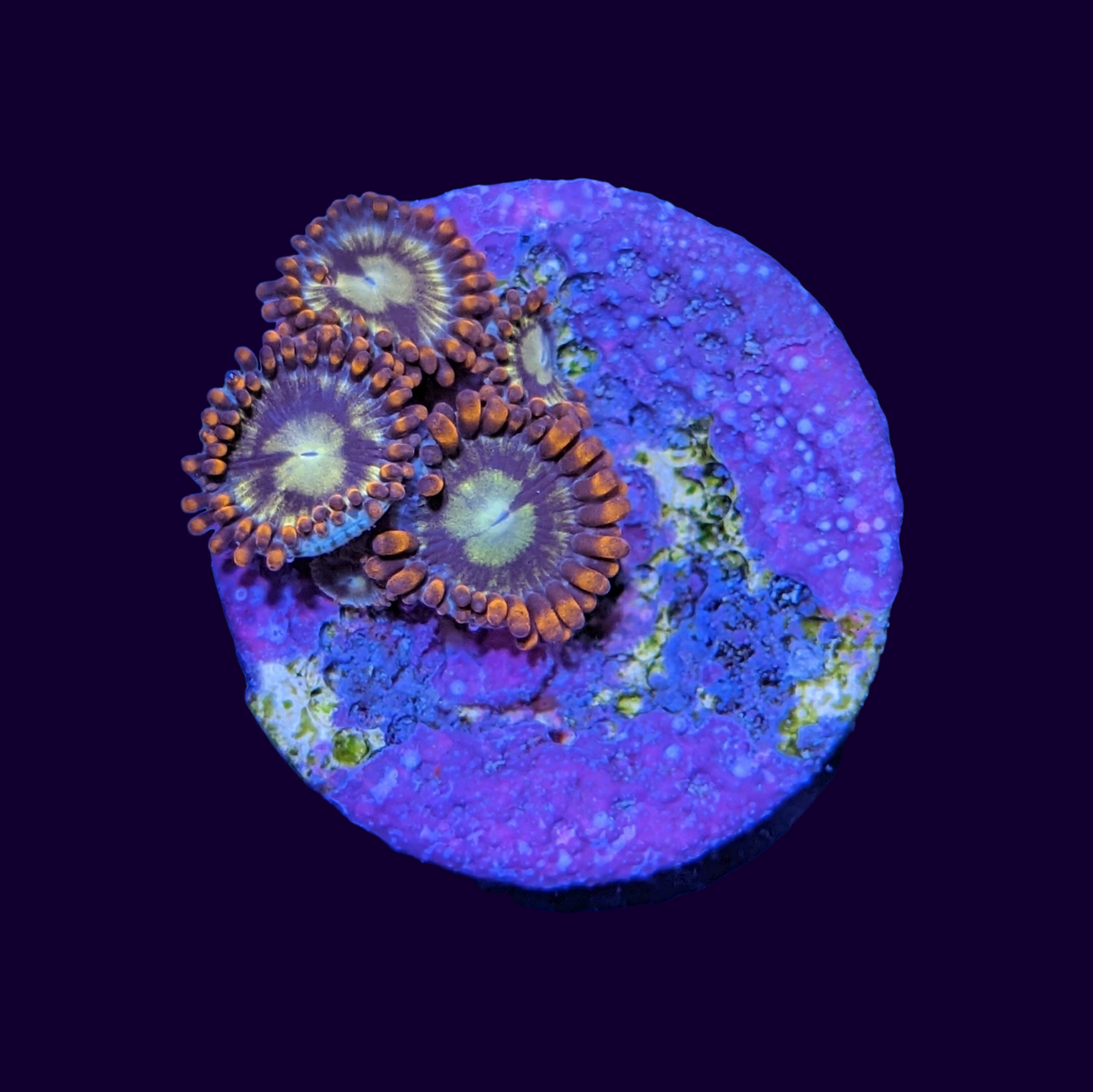 Fire and Ice Zoa Frag