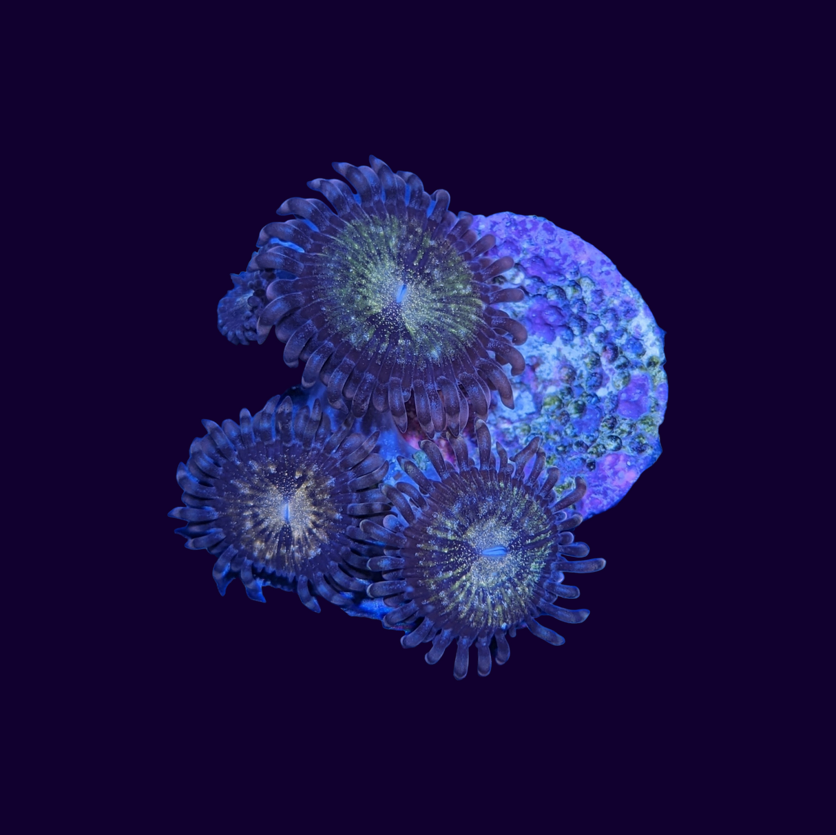 Reverse Space Monster Zoa Frag