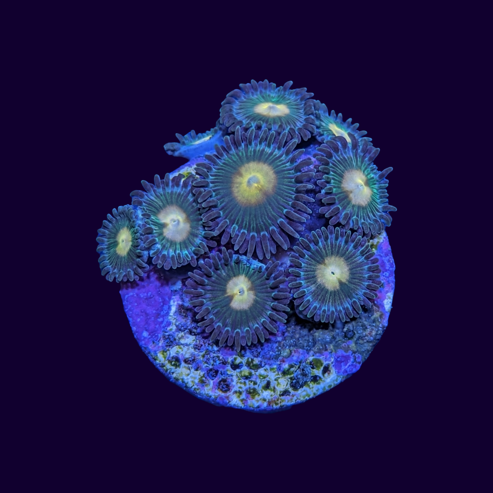 Zoa Frag