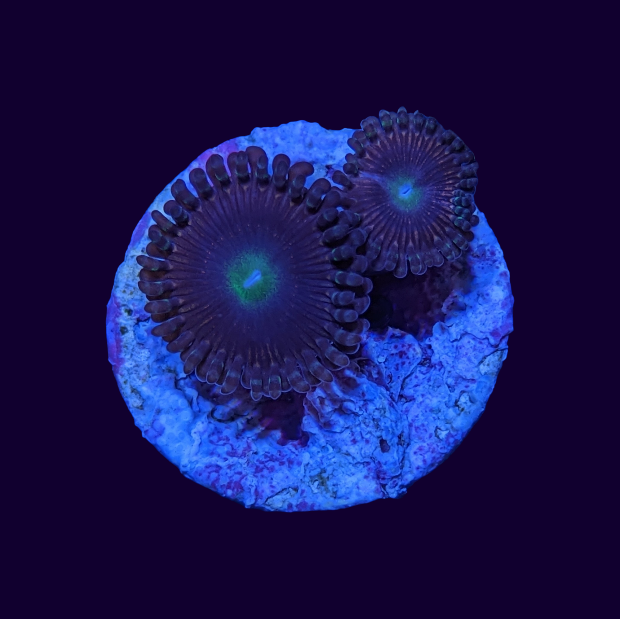 Zoa Frag