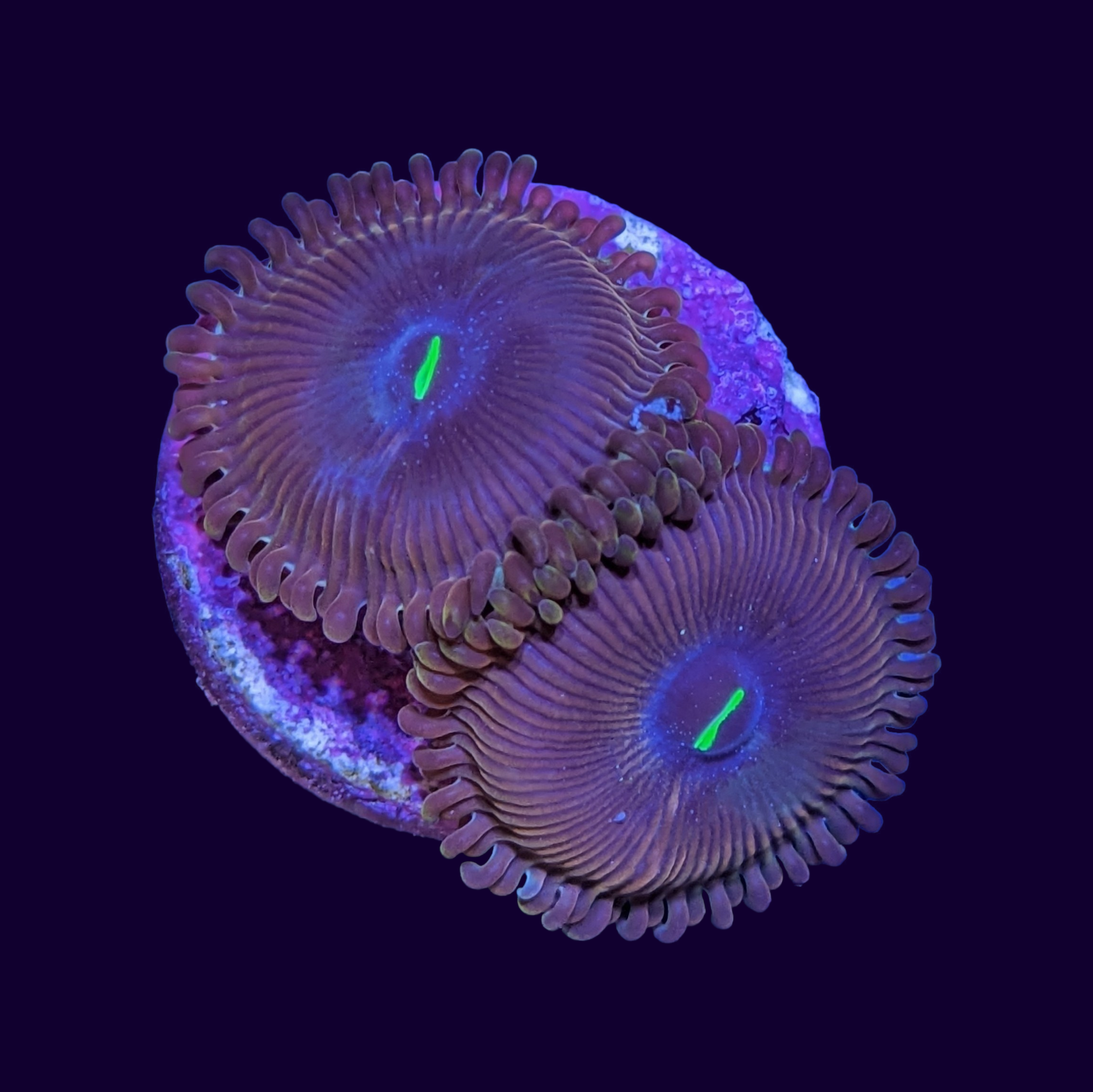 Red People Eater Zoa Frag