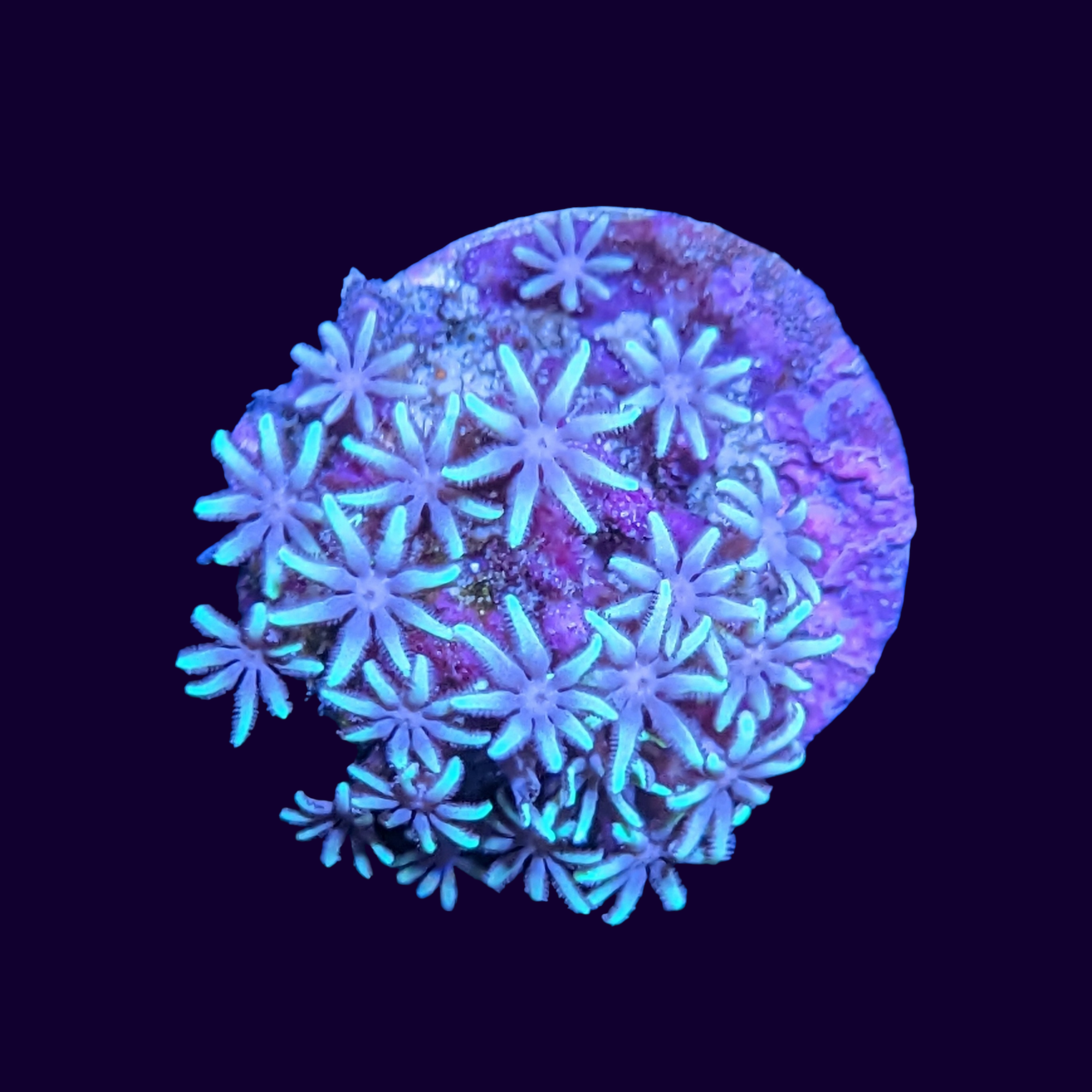 Green Star Polyp Frag