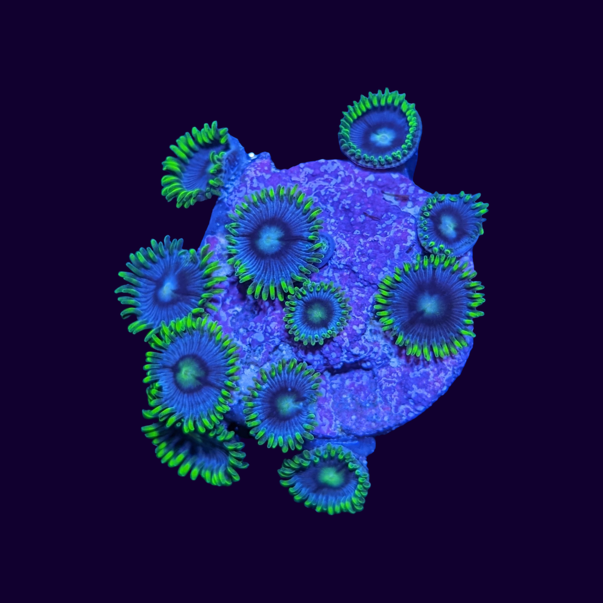 Blueberry Pie Zoa Frag