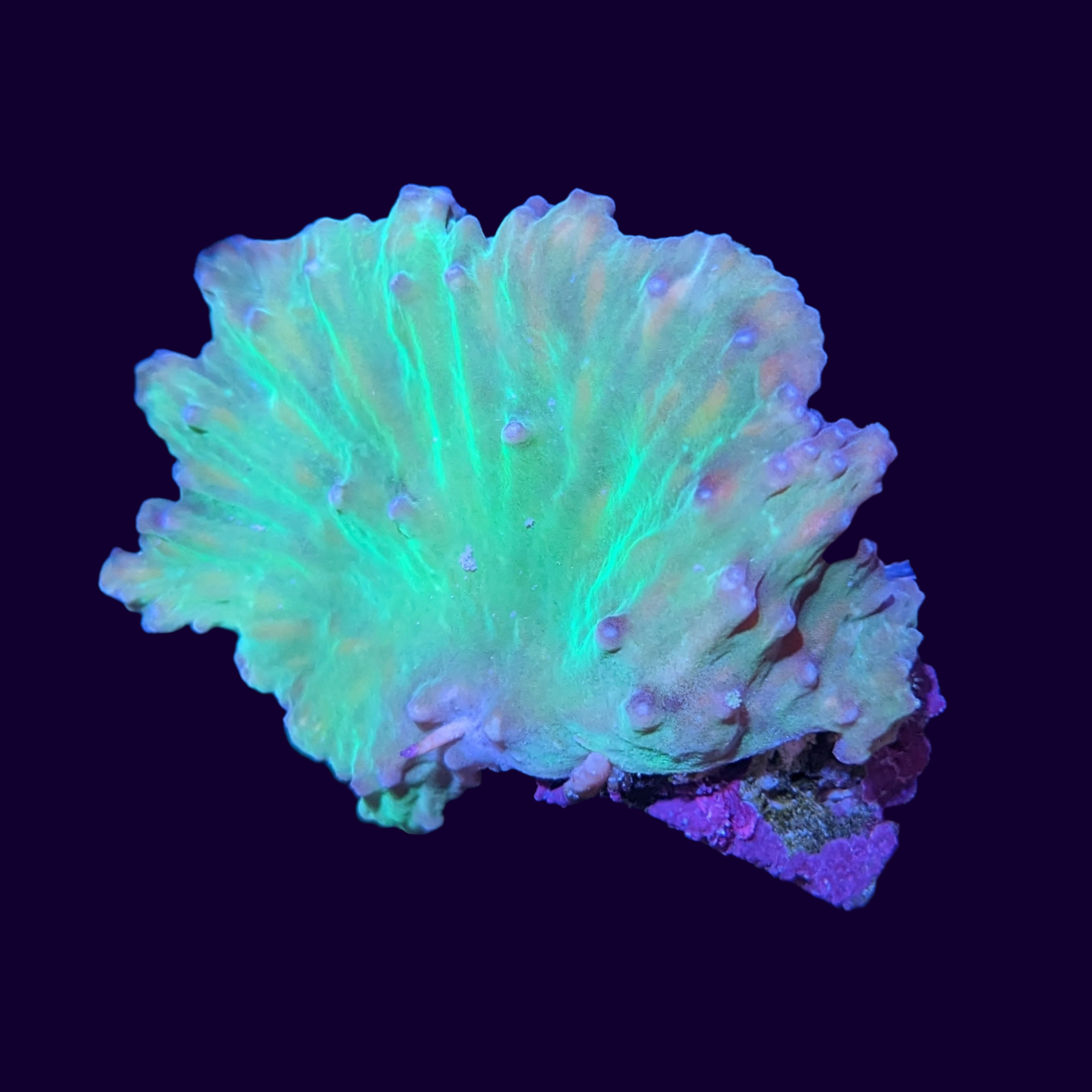 Green Cabbage Leather Coral – thecoralcentre