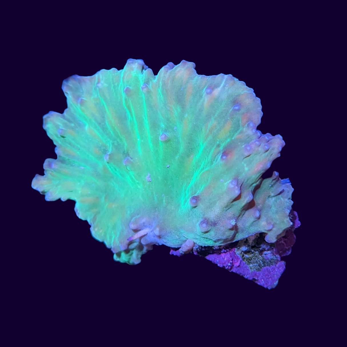 Green Cabbage Leather Coral