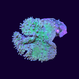 White Polyp Green Toadstool