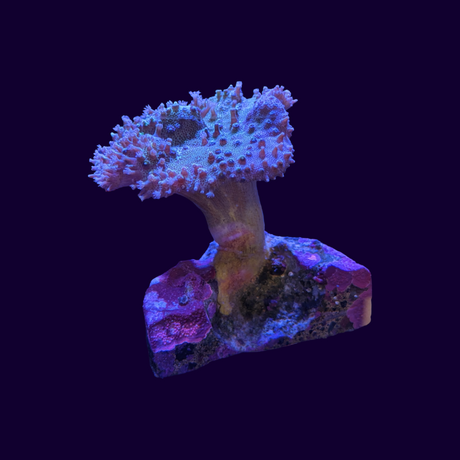 White Polyp Green Toadstool