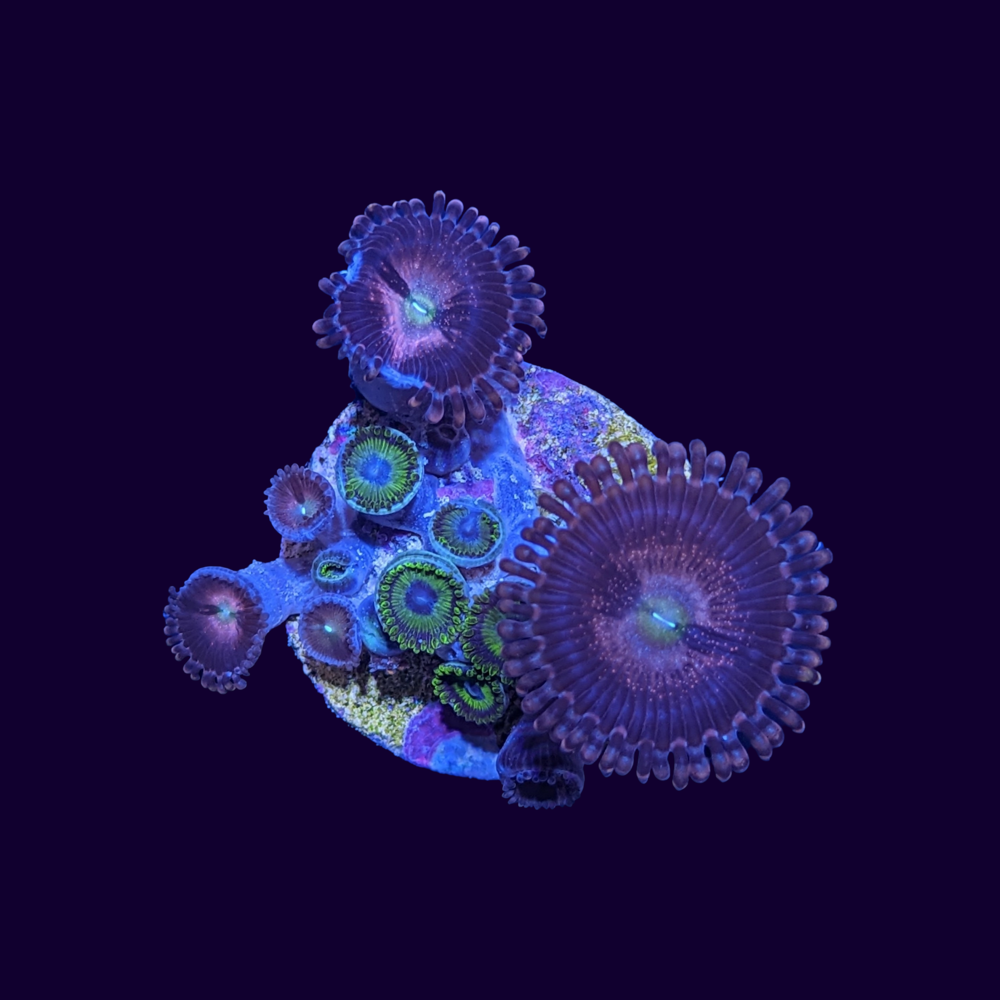 Purple Bee Mix Zoa Frag