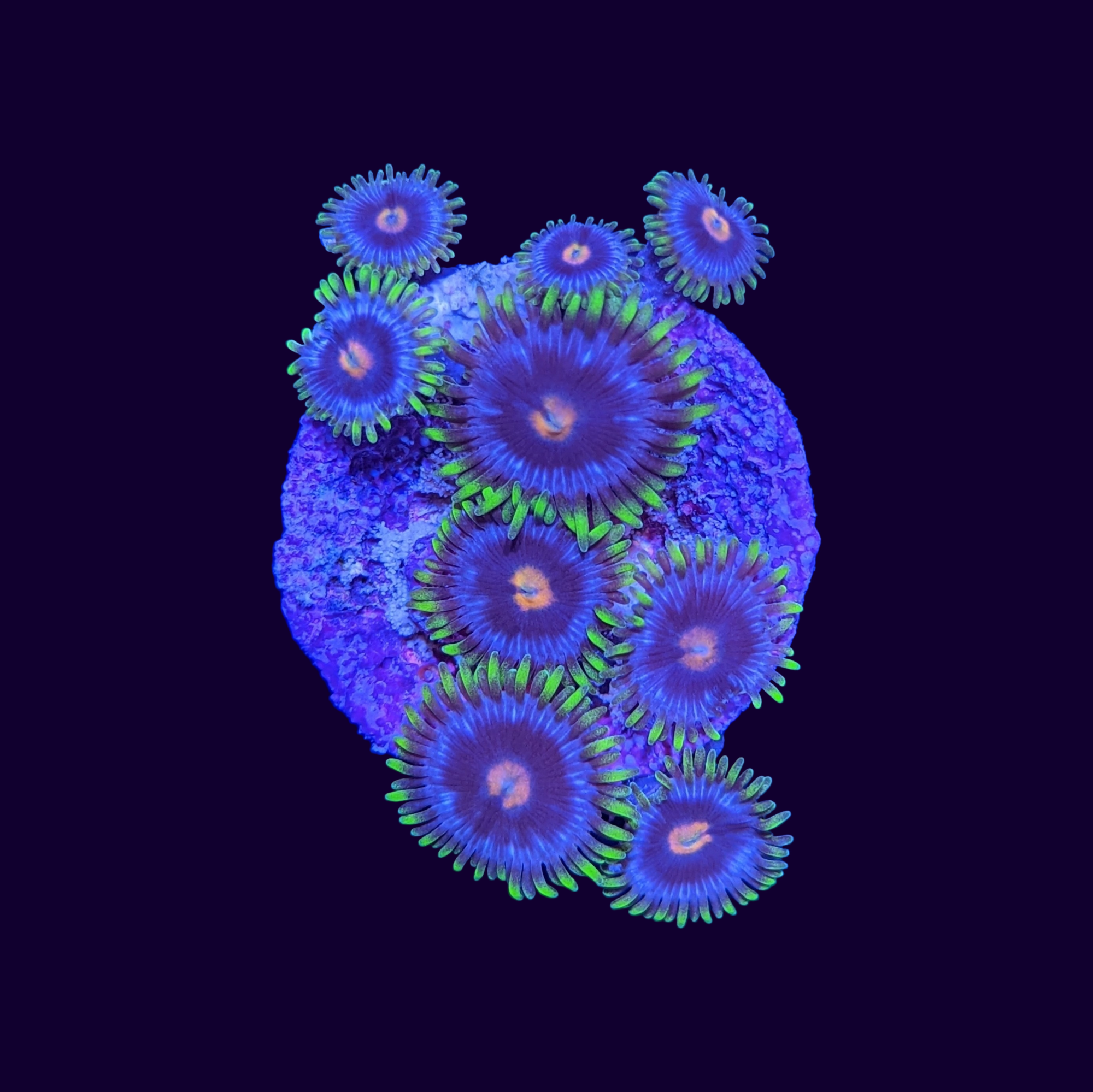 Purple Blowpops Zoa