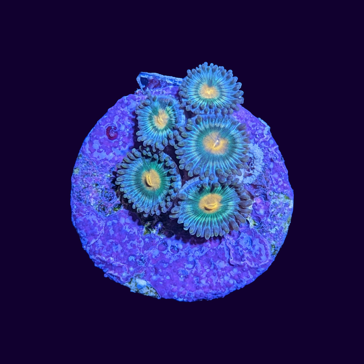 Zoa Frag