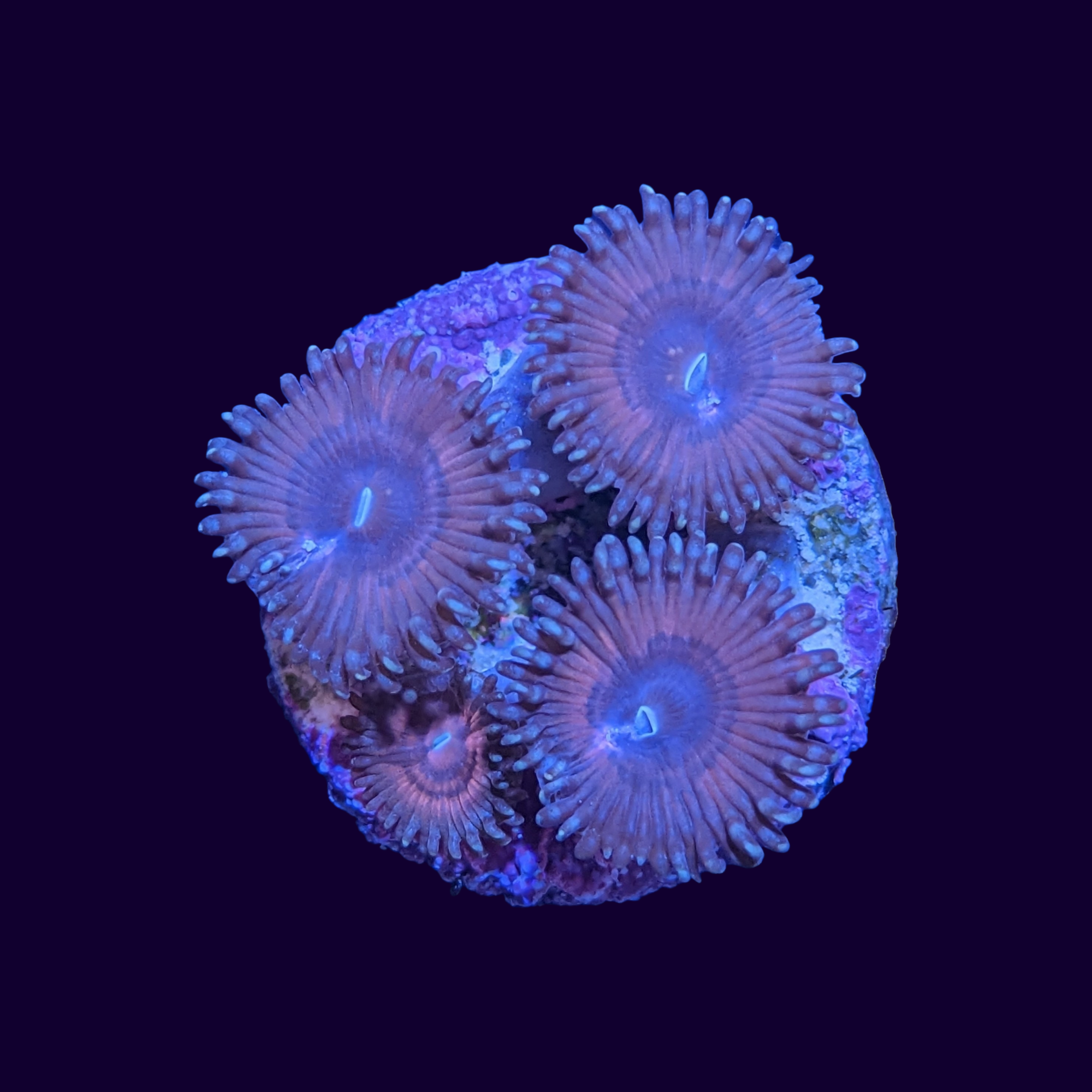 Pink Passion Zoa Frag