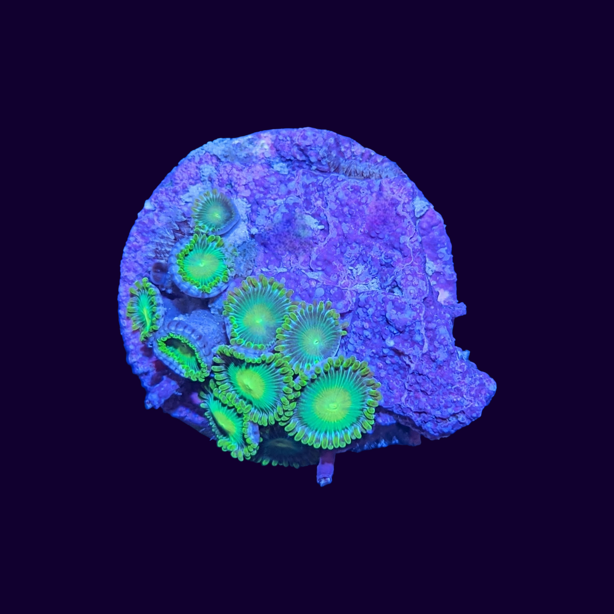 Radioactive Dragons Eye Zoa