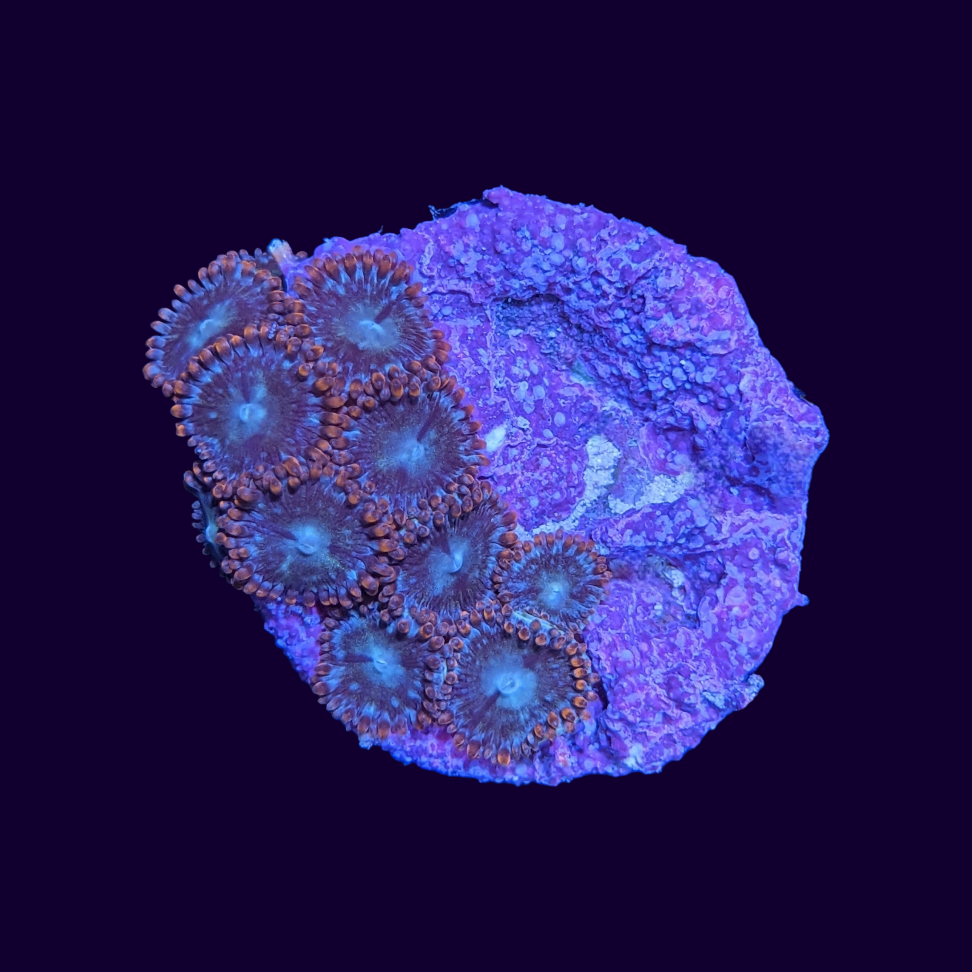 Zoa Frag