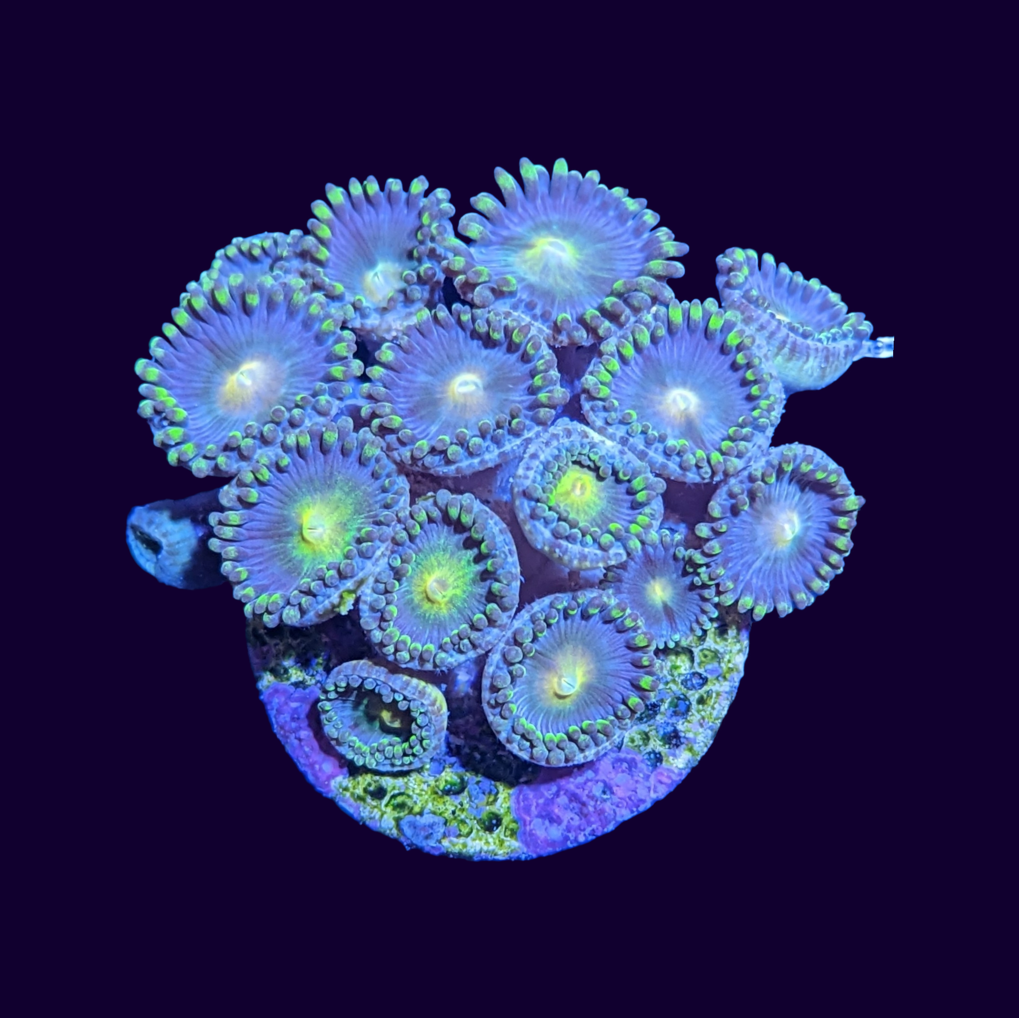 Zoa Frag