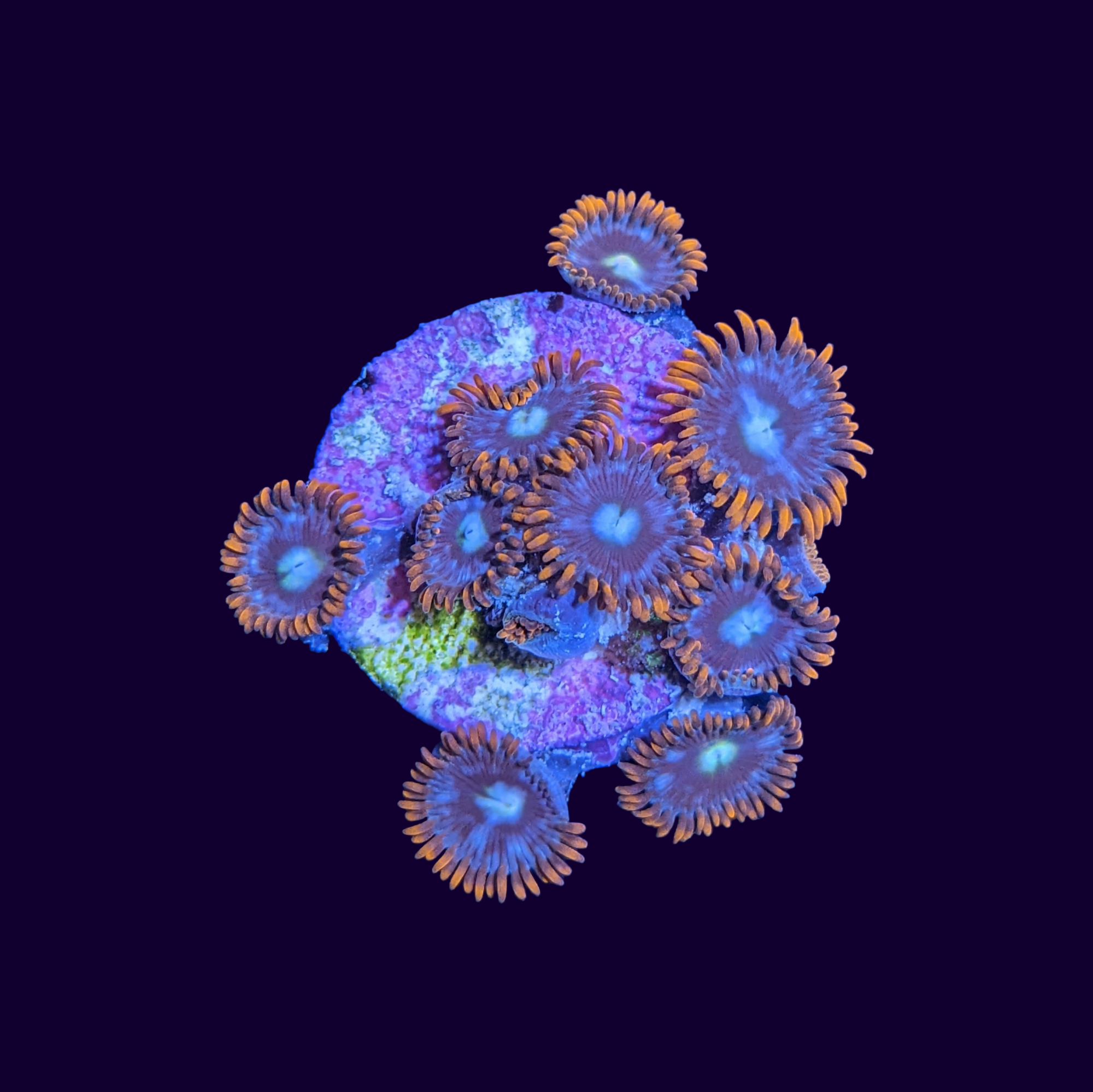 Fire and Ice Zoa Frag