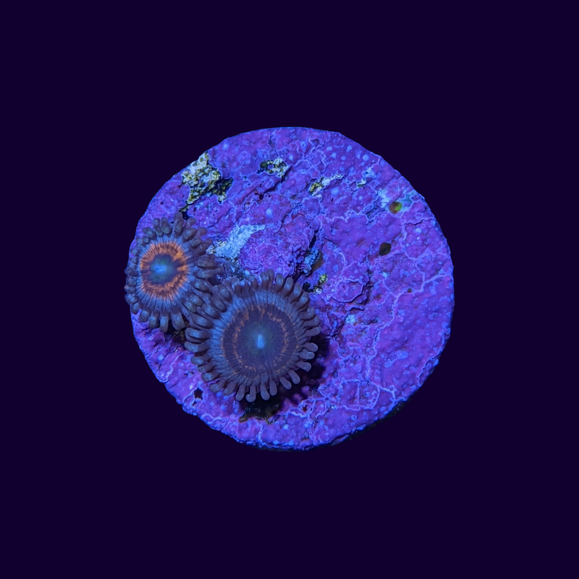 Zoa Frag