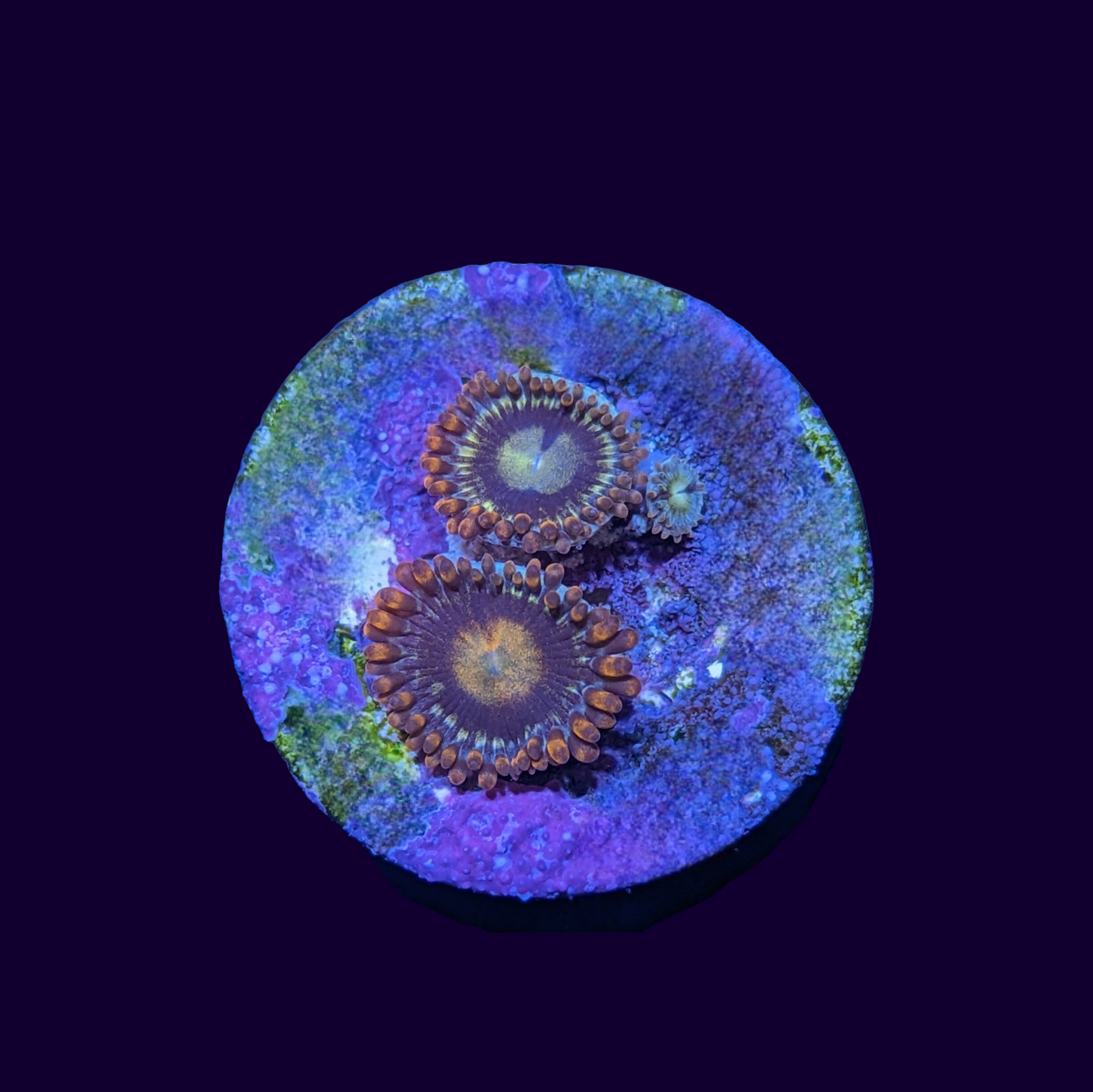 Fire and Ice Zoa Frag