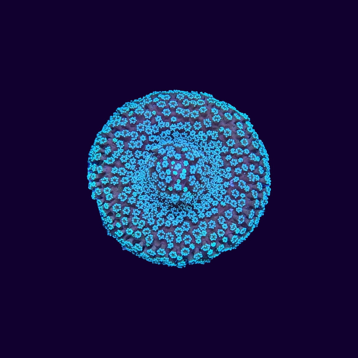 Stylophora Frag