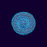 Stylophora Frag