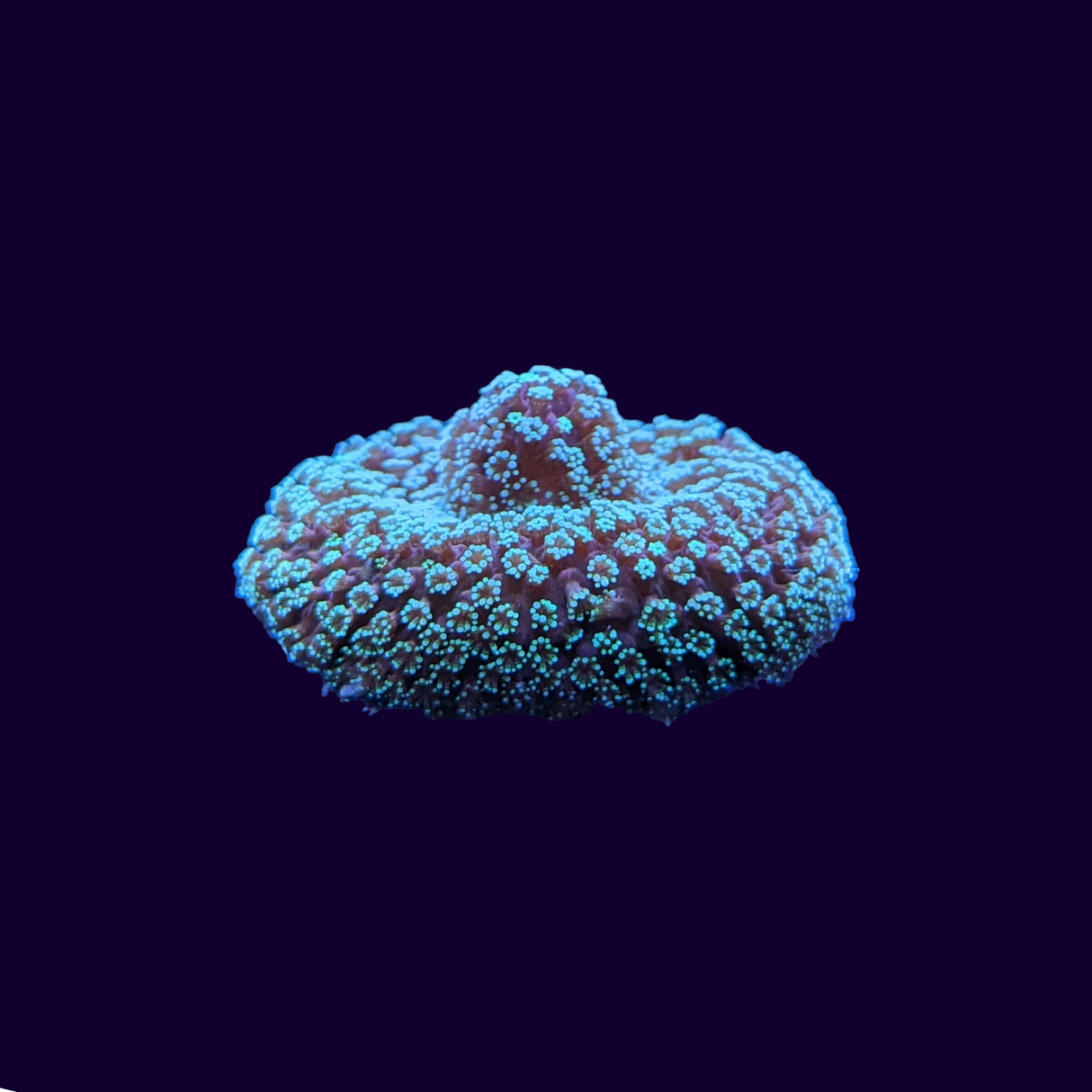 Stylophora Frag