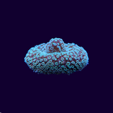 Stylophora Frag