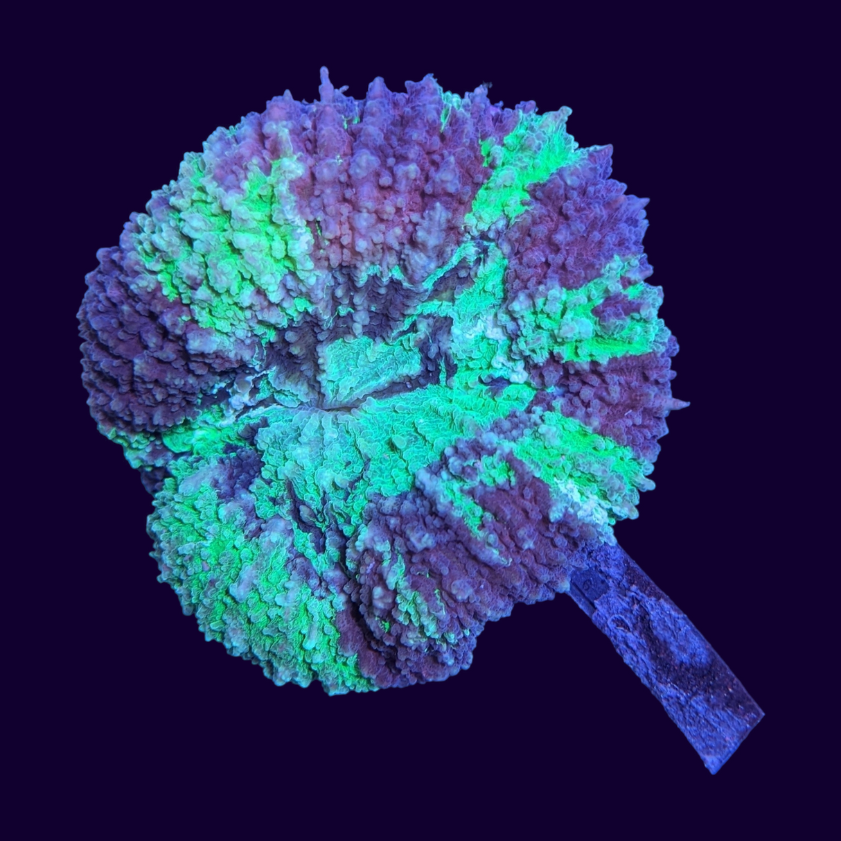 Lobophyllia (Collection Only)