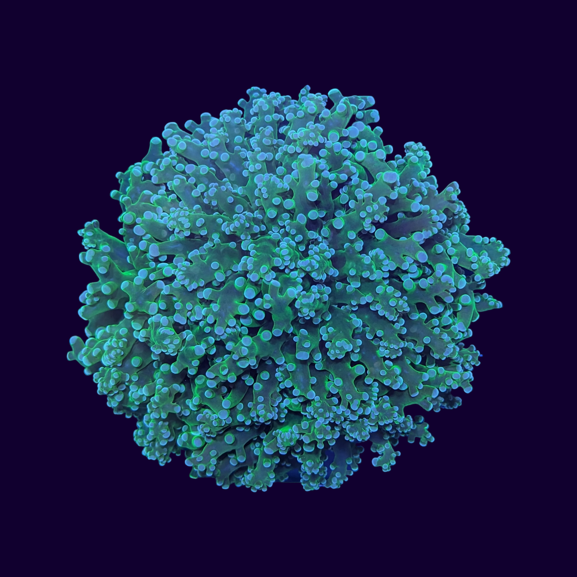 Neon Green Frogspawn Colony (Collection Only)