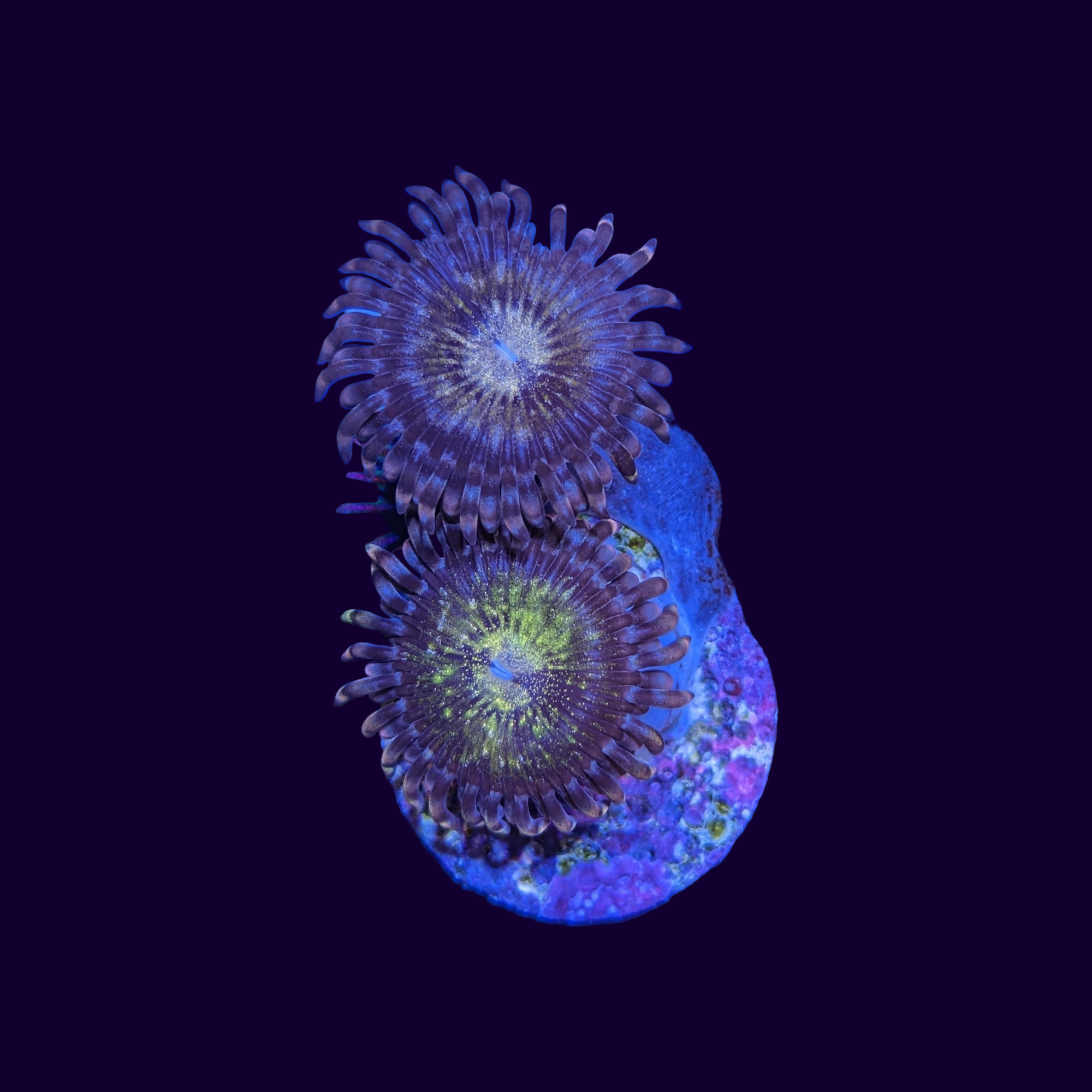 Reverse Space Monster Zoa Frag