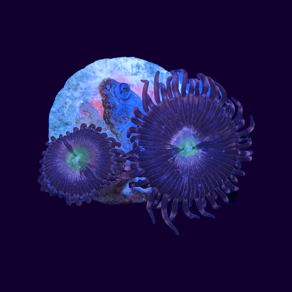 Purple Bee Zoa Frag