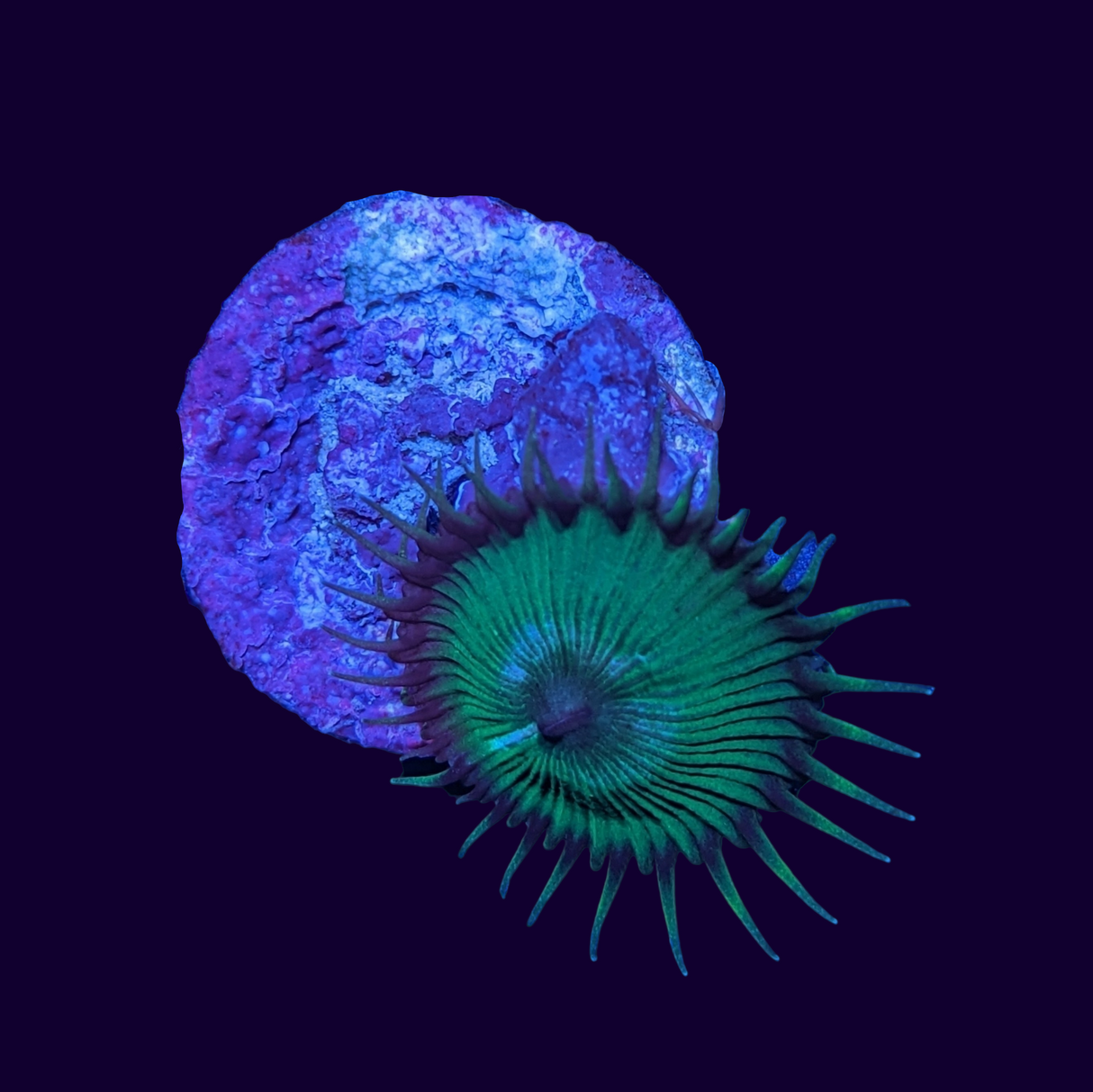 Green Paly Zoa Frag