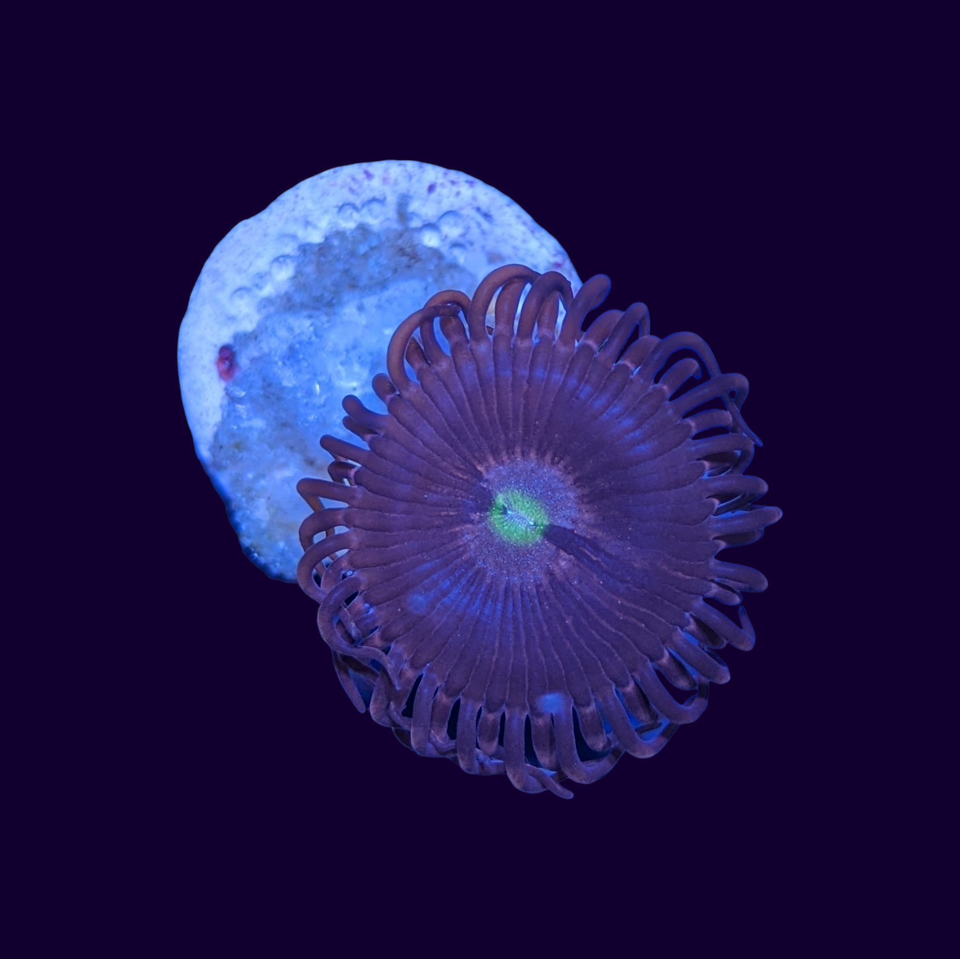 Purple Bee Zoa Frag