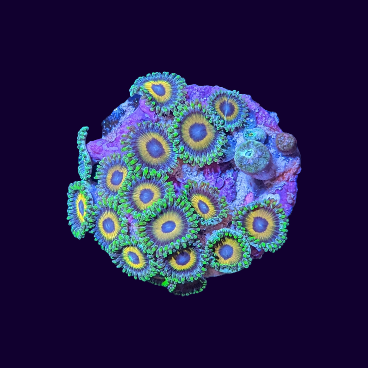 Eagle Eyes Zoa Frag