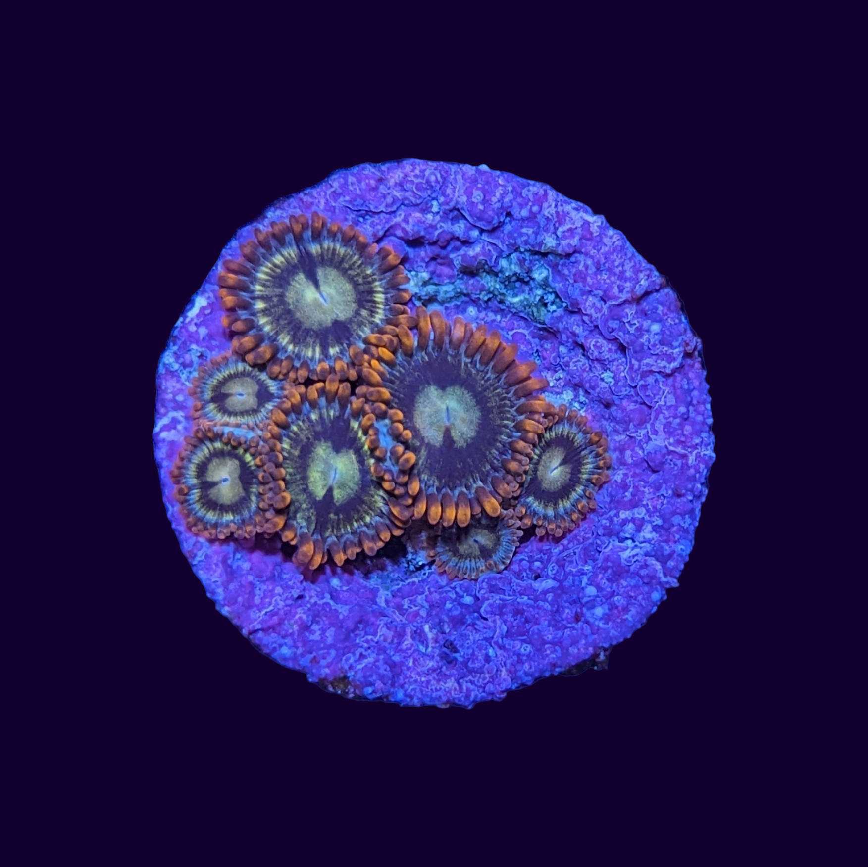 Fire and Ice Zoa Frag