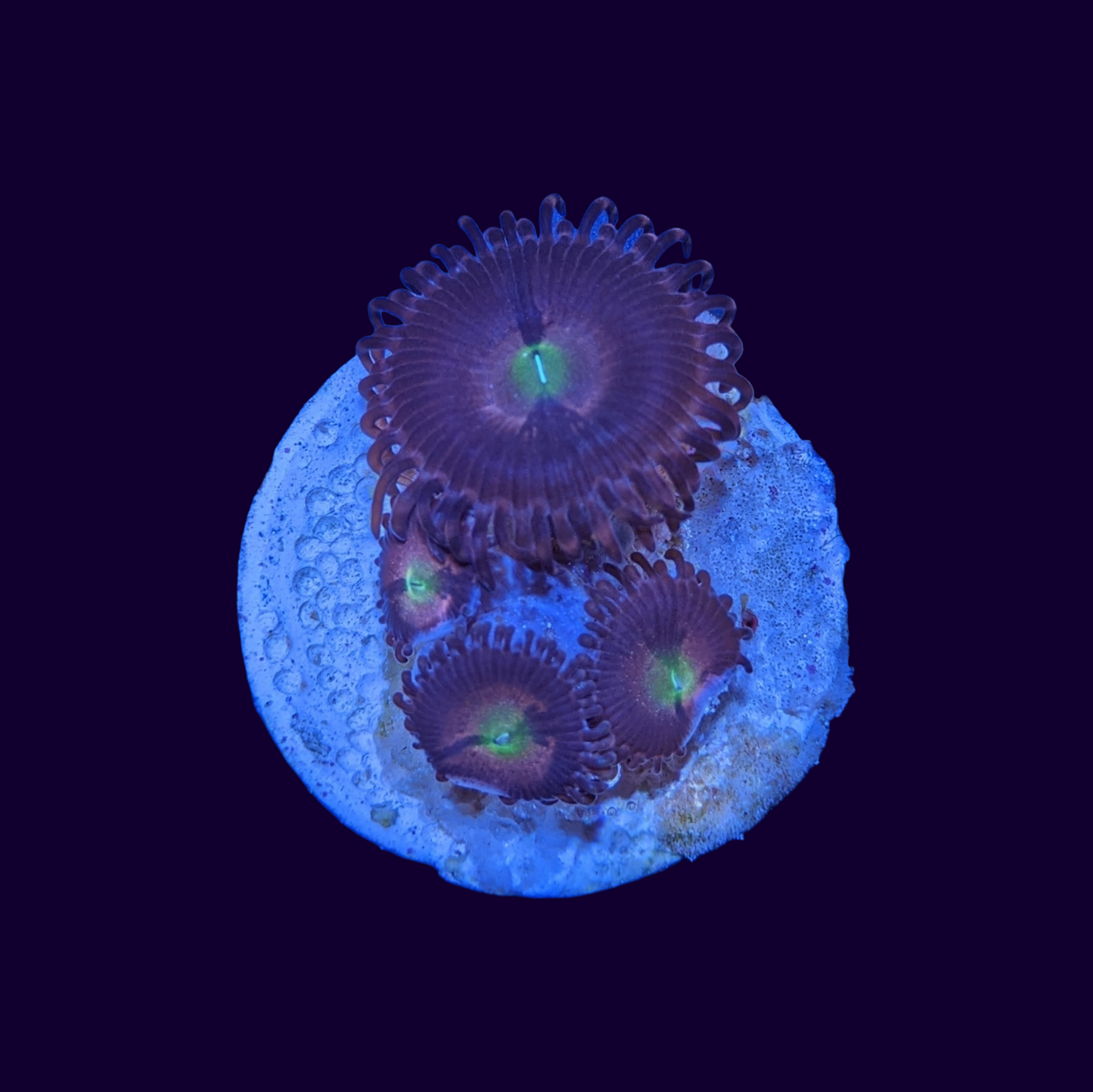 Purple Bee Zoa Frag 4 polyp (UK Grown)